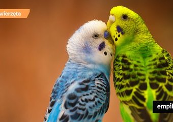 Ptaki w domu – co warto wiedzieć jeśli chcemy hodować ptaka?