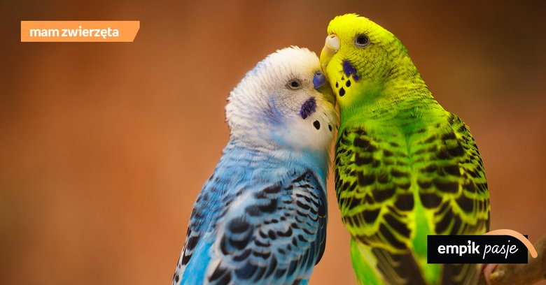 Ptaki w domu – co warto wiedzieć jeśli chcemy hodować ptaka?