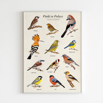Ptaki W Polsce - Autorski Plakat Edukacyjny 30X40