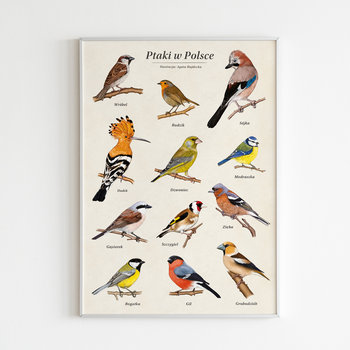 Ptaki W Polsce - Autorski Plakat Edukacyjny 30X40 - TukanMedia