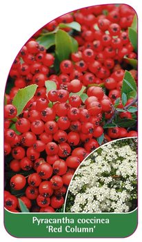 Pyracantha coccinea 'Red Column' etykieta szkółkarska - Inny producent