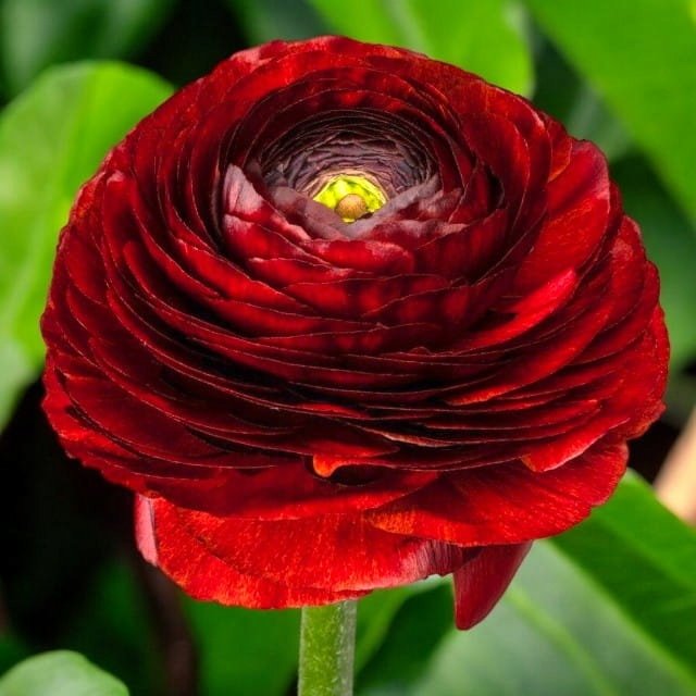 Jaskier Ranunculus Ranunculus Jaskier Elegance Cioccolate 3 szt. cebule cebulki kwiaty ...