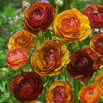 Ranunculus Jaskier Picotee Cafe 5 szt cebulki - BENEX