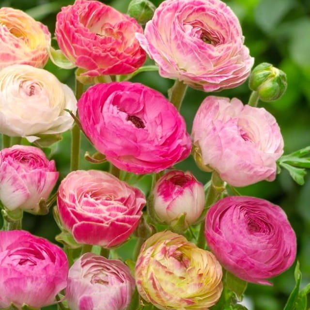 Jaskier Ranunculus Ranunculus Jaskier Picotee Pink 5 szt. cebule cebulki kwiaty - Inna ...