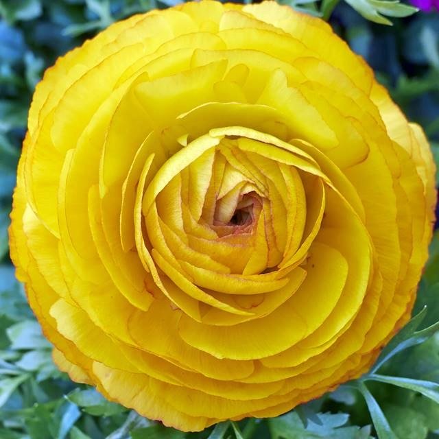 Jaskier Ranunculus Ranunculus jaskier żółty cebulki 5 szt. - Królik | Sklep EMPIK.COM