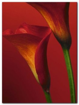 Red Calla Lilies plakat obraz 60x80cm - Wizard+Genius