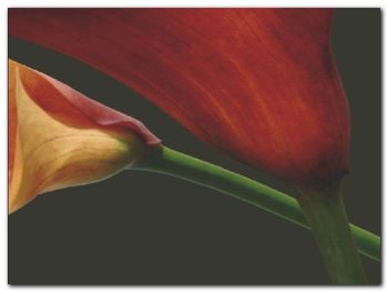 Red Lillies I plakat obraz 80x60cm - Wizard+Genius