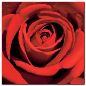 Red Rose plakat obraz 50x50cm - Wizard+Genius