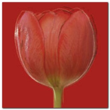 Red Tulip plakat obraz 50x50cm - Wizard+Genius