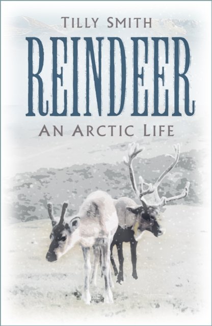 reindeer-an-arctic-life-tilly-smith-ksi-ka-w-empik