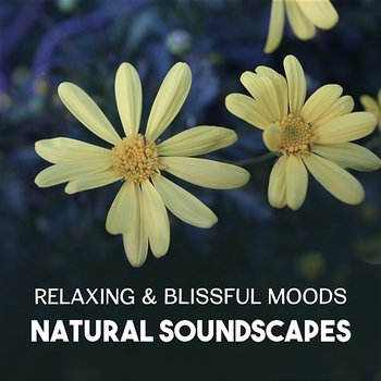 Relaxing & Blissful Moods – Natural Soundscapes, Effective Solutions for Mindfulness Meditation, Music Therapy to Reduce Stress, Positive Vibration - Harmony Nature Sounds Academy