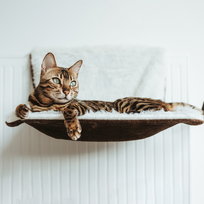 Kalendarze adwentowe