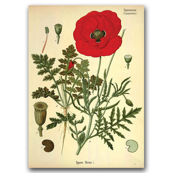 Retro plakat Botaniczny nadruk czerwony mak A1 - Vintageposteria