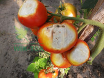 Revus 250SC zwalcza zarazę ziemniaka, mączniaka rzekomego 100ml - Sumin