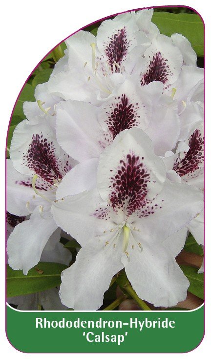 Rhododendron 'Calsap' etykieta szkółkarska - Inna marka | Sklep EMPIK.COM