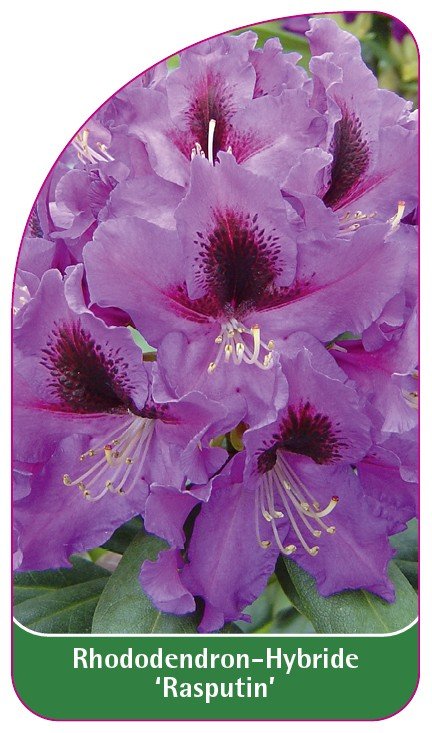 Rododendras Rasputin Rhododendron 'Rasputin' - B etykieta szkółkarska - Inna marka | Sklep ...