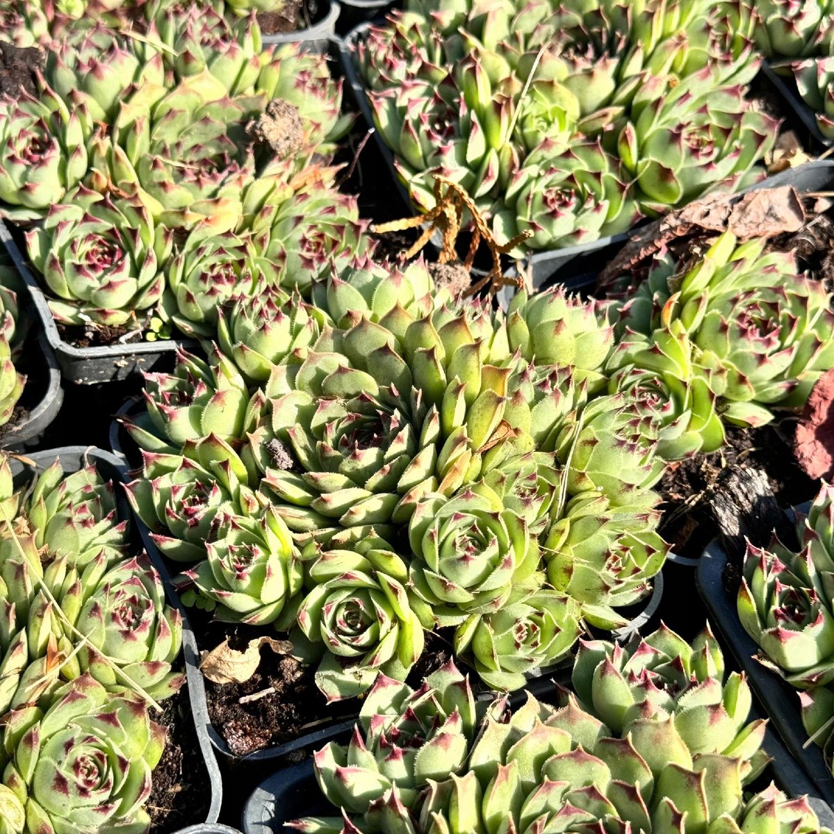 Lev Rojnik Rojnik 'Taurus' Na skalniak, Duża rozeta (Sempervivum) P9 ...