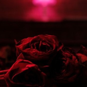Roses, płyta winylowa - The Paper Kites