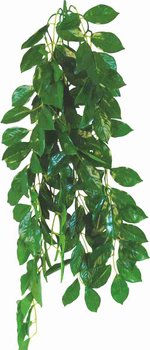 Roślina do terrarium Ficus Happet 70cm - Happet