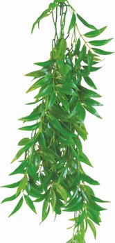 Roślina do terrarium Ficus Longifolia Happet 50cm - Happet