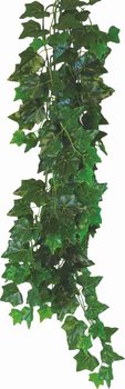 Roślina do terrarium Hedera Helix Happet 50cm - Happet