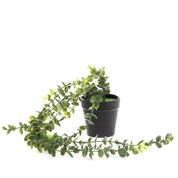 Roślina sztuczna EUCALYPTUS wisząca 50 cm HOMLA - Homla