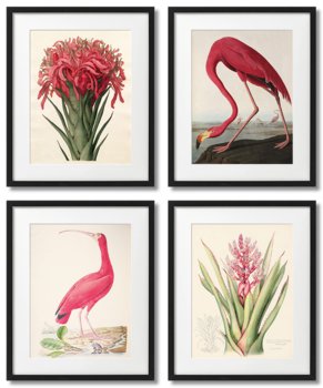 Rośliny I Zwierzęta,Vintage Plakaty,Flaming I Ibis - DEKORAMA