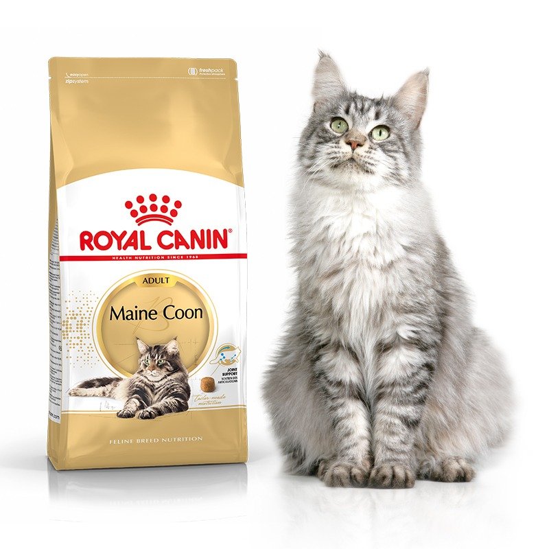 Royal canin 2024 maine coon junior