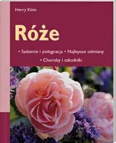 Róże Klein Henry