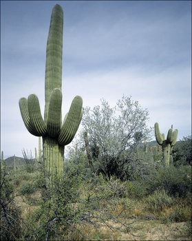 Saguaro Cactus near Tucson, Arizona., Carol Highsmith - plakat 40x50 cm - Galeria Plakatu