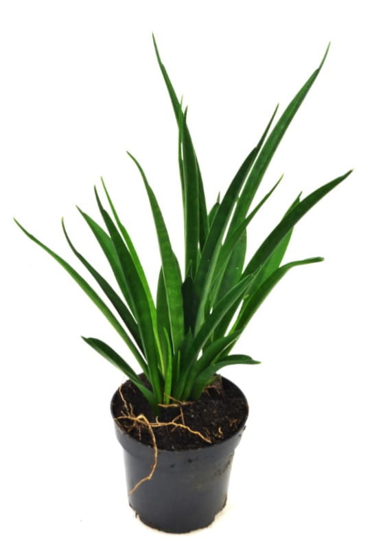 Sansevieria Kirkii Sansewieria W Ownica P Dixie Store Sklep Empik Com