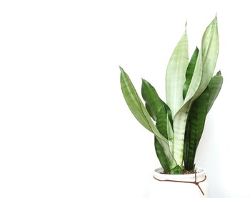 Sansevieria moonshine P9 ~27 cm - DIXIE STORE