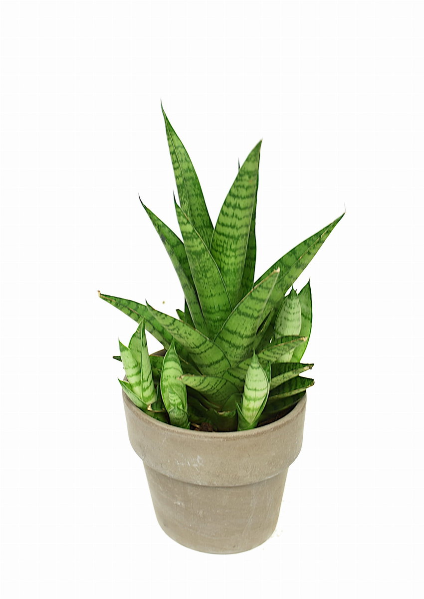 Sansevieria Tough Lady (Trifasciata) - Pianta Purificante Per Casa E Ufficio, 30-40cm Con Vaso Coltivatore