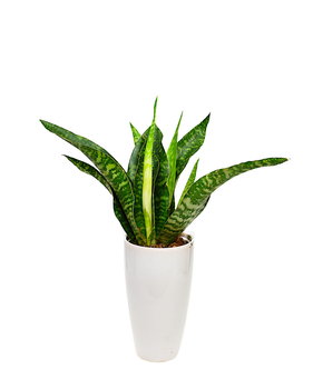 Sansewiera Dragon Sansevieria Aubrytiana Smocza P14 - DIXIE STORE