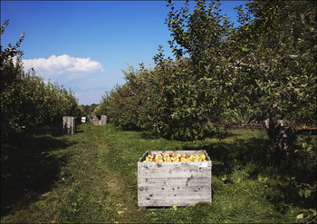 Scene at fall apple-harvest time at Shelburne Orchards in Shelburne, Vermont., Carol Highsmith - plakat 50x40 cm - Galeria Plakatu
