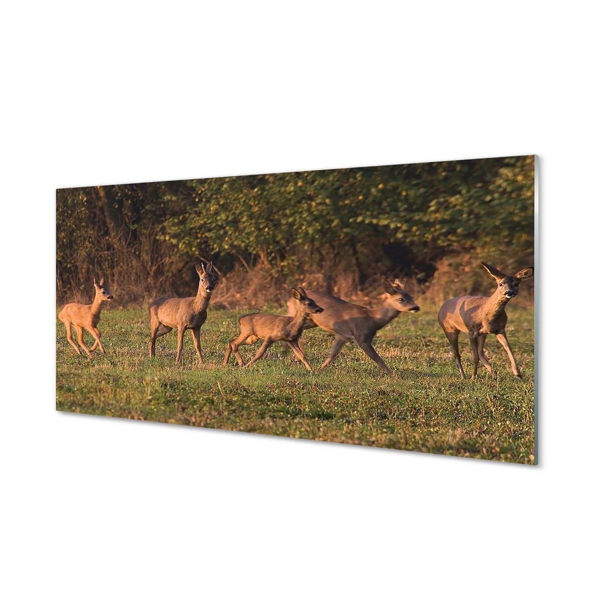 Ścienny panel Jelenie pole wschód słońca 120x60 cm