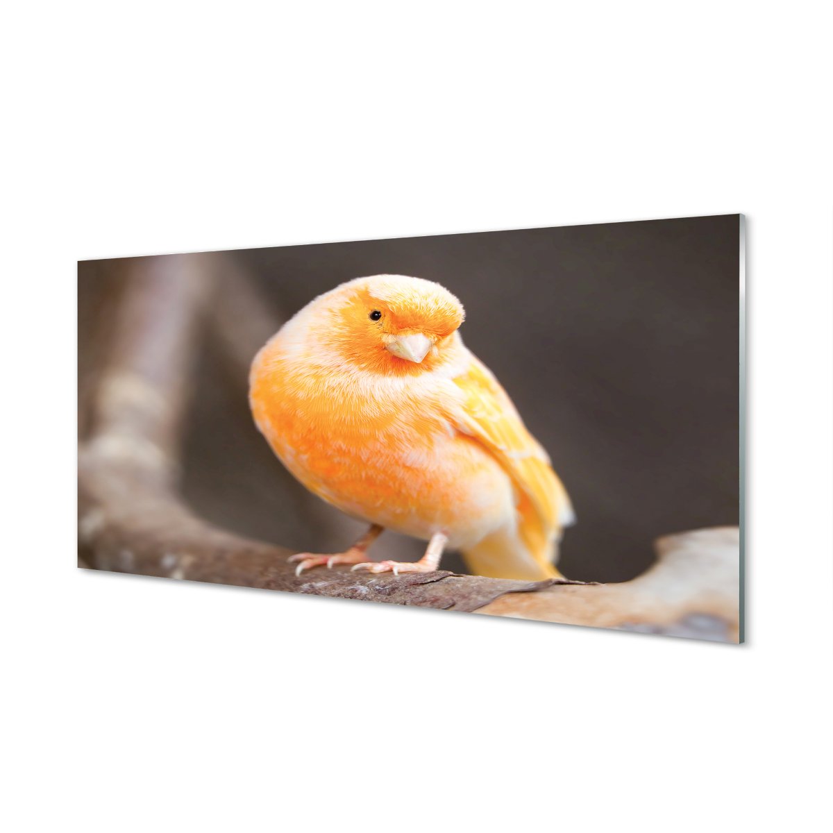 Ścienny panel kuchenny + klej Gałąź papuga 120x60