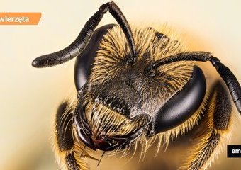 Sekretne życie pszczół 