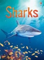 Sharks Clarke Catriona