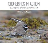 Shorebirds in Action Chandler Richard