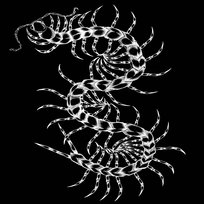 SKOLOPENDRA Albedo Biały
