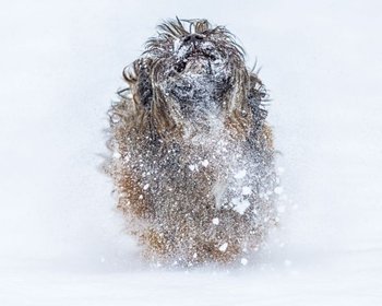 Śnieżny Pies - Mały Plakat - Nice Wall