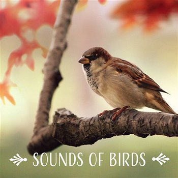 Sounds of Birds: Peaceful Morning Instrumental Music for Calm Yoga, Meditation and Stress Relief, Healing Forest Music Therapy, Reiki, Relax (Wake Up Refreshed) - Stress Relief Calm Oasis