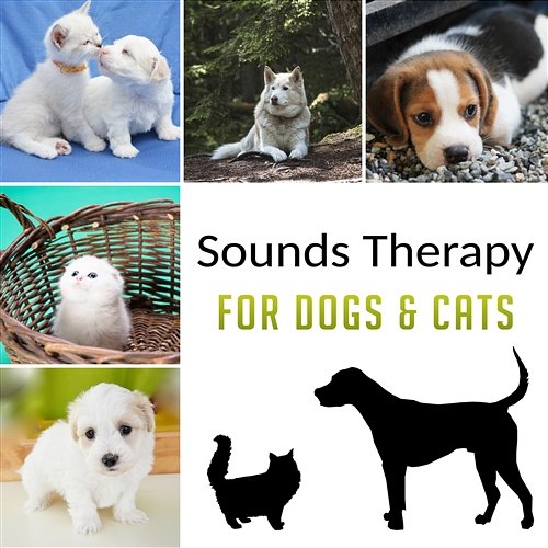 Pet Sounds Best Music For Dogs To Relax Songs To Calm Dogs Best