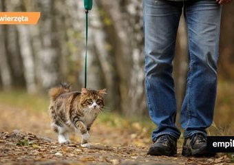 Spacer z kotem. Jak się przygotować?