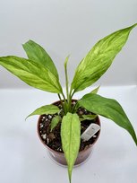 Spathiphyllum Aurea Variegata DØ10cm H-20cm