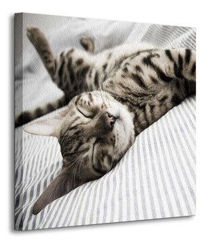 Śpiący Kot - obraz na płótnie - Nice Wall