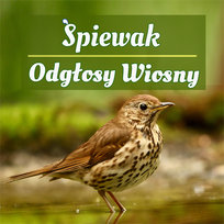 Najczęściej kupowane