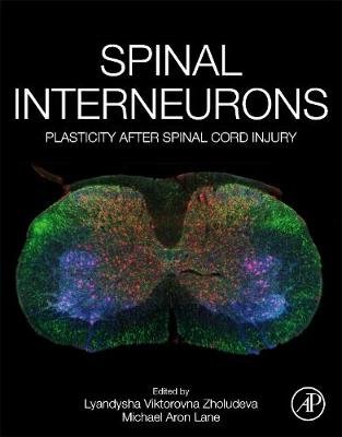 Spinal Interneurons: Plasticity after Spinal Cord Injury - Opracowanie ...