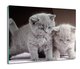 splashback z grafiką Małe koty brytyjskie 60x52, ArtprintCave - ArtPrintCave